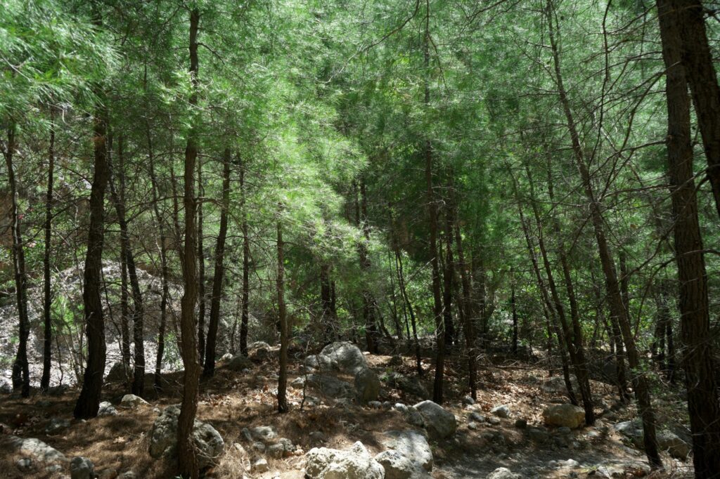 Agia Irini Gorge
